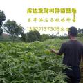 发财树