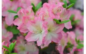 永根杜鹃花入选首批国家花卉种质资源库 永根杜鹃花入选首批国家花卉种质资源库