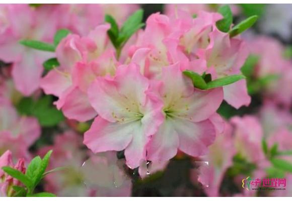 永根杜鹃花入选首批国家花卉种质资源库