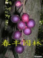 新优金水果王------木奶果