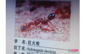 江苏口岸首次截获“森林杀手”侵染齿小蠹