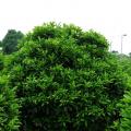 非洲茉莉