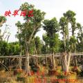 大树菠萝