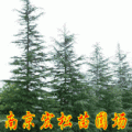 雪松
