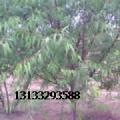 供应苹果苗/桃树苗/梨树苗/杏树苗/枣树苗