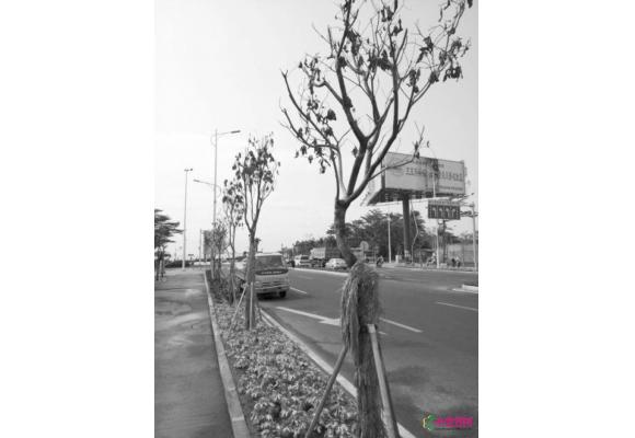 海南三亚：大量新栽景观树枯萎 园林部门遭质疑