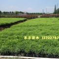 黄花夹竹桃