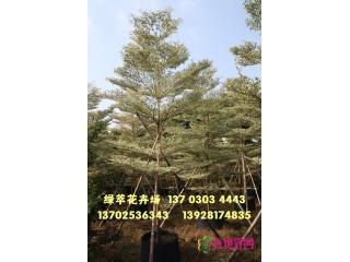 锦叶榄仁