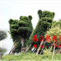 其它花坛花卉