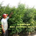 垂榕 垂叶榕