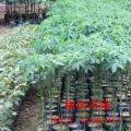 美丽异木棉
