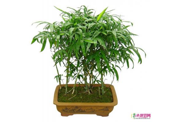 观赏竹的盆栽技术与养护管理