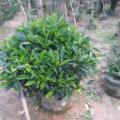 非洲茉莉
