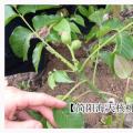 核桃