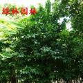洋蒲桃