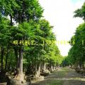 母生树（多宝树）