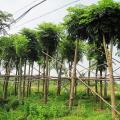 幌伞枫（单杆绿化树）