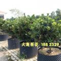 四季红山茶