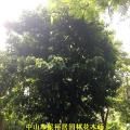 假苹婆