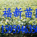 马褂木