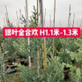 银叶金合欢