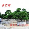 黑松