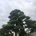 日本罗汉松