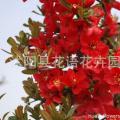 木瓜海棠