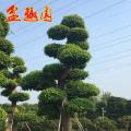 细叶榕