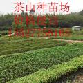红桂木