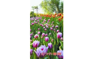 厦门春节“赏花地图”全攻略 置身花海过大年 厦门春节“赏花地图”全攻略 置身花海过大年