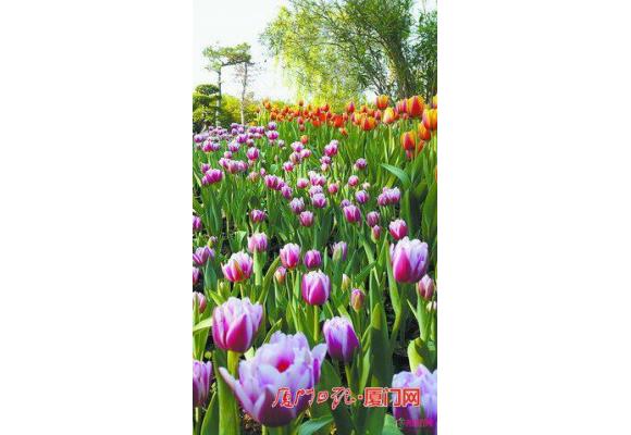 厦门春节“赏花地图”全攻略 置身花海过大年