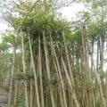 小叶榄仁