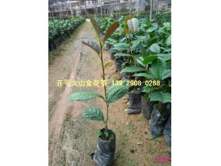 金花茶苗