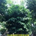 假苹婆