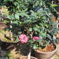 茶花