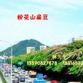 粉花山扁豆