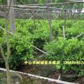 黄榕球