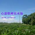 铁树