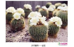 厦门植物园里多肉植物迎来盛花期 珍稀品种加入展览 厦门植物园里多肉植物迎来盛花期 珍稀品种加入展览