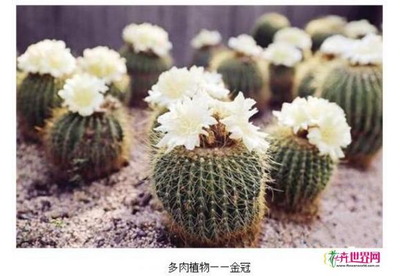 厦门植物园里多肉植物迎来盛花期 珍稀品种加入展览