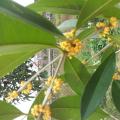 桂花