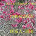 苏州梅花、苏州光福梅花、苏州香雪海梅花、苏州光福梅园、梅花盆景、梅花树桩