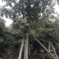 腊肠树