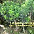 四季红山茶