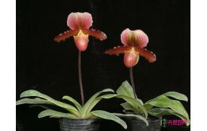 昆明植物所又添兜兰新品种 昆明植物所又添兜兰新品种