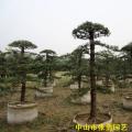 罗汉松