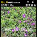 野牡丹