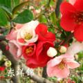 木瓜苗海棠花樱花