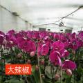 蝴蝶兰